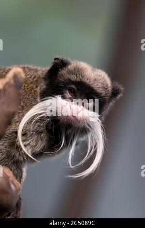 A Emperor Tamarin with its distinctive beard. Stock Photo