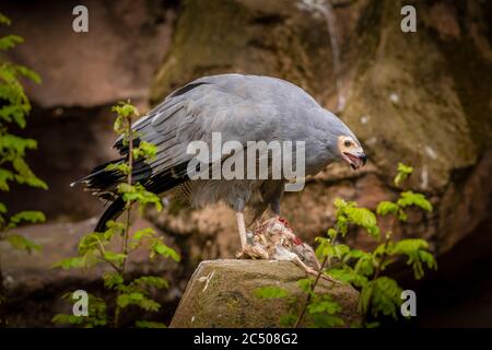 A bird of prey feeding in London Zoo. Stock Photo