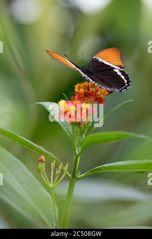 Tropical butterflies in London Zoo. Stock Photo