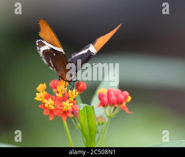 Tropical butterflies in London Zoo. Stock Photo