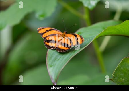 Tropical butterflies in London Zoo. Stock Photo