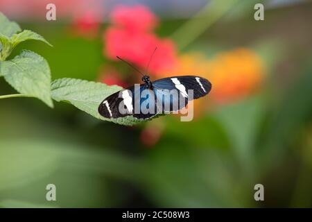 Tropical butterflies in London Zoo. Stock Photo