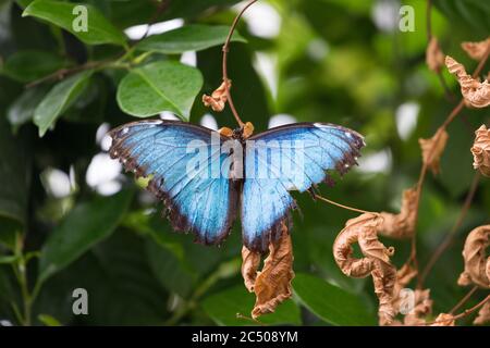 Tropical butterflies in London Zoo. Stock Photo