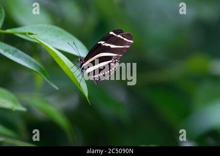 Tropical butterflies in London Zoo. Stock Photo