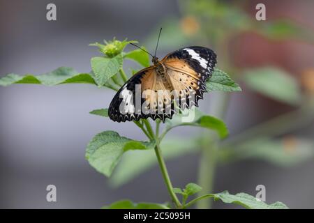 Tropical butterflies in London Zoo. Stock Photo