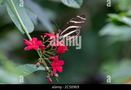 Tropical butterflies in London Zoo. Stock Photo