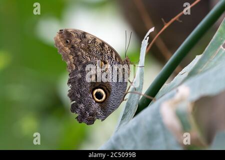 Tropical butterflies in London Zoo. Stock Photo