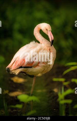 Beautiful flamingo in London zoo. Stock Photo
