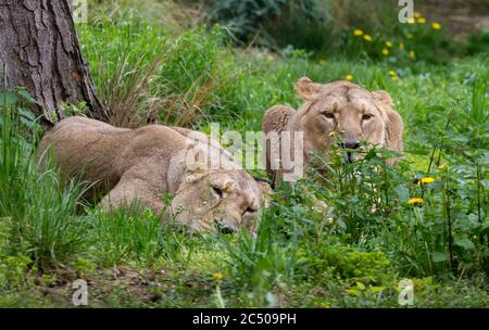 Beautiful female lion or lioness in London zoo. Stock Photo