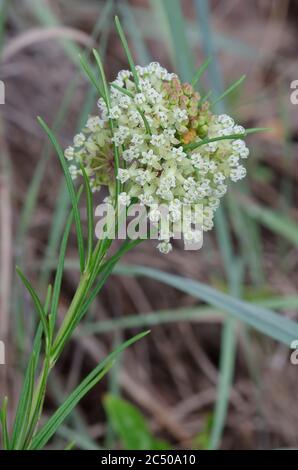 Whorled Milkweed, Asclepias verticillata Stock Photo