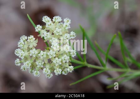 Whorled Milkweed, Asclepias verticillata Stock Photo