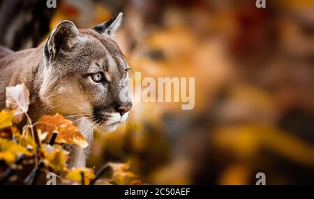 Portrait of Beautiful Puma in autumn forest. American cougar - mountain lion, striking pose, scene in the woods, wildlife America. Stock Photo