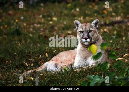Portrait of Beautiful Puma in autumn forest. American cougar - mountain lion, striking pose, scene in the woods, wildlife America Stock Photo