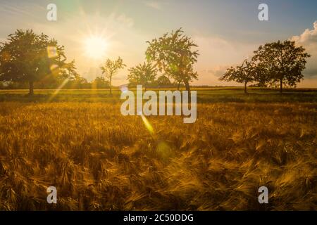 Sunlight with lens flaire over wheat field in early summer or late spring. Countryside scenery or landscape.