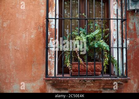 Flower behind bars. Colonial Architecture Detail. Typical colonial style in Santo Domingo, Dominican Republic Stock Photo