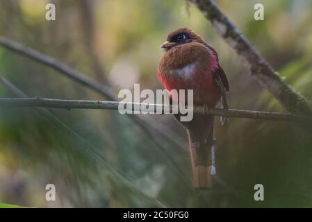 A female masked trogon (Trogon personatus) from the West side of the Andes in Ecuador. Stock Photo
