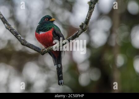 A male masked trogon (Trogon personatus) from the West side of the Andes in Ecuador. Stock Photo