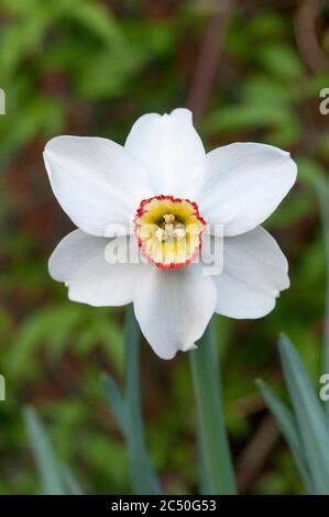 Close up of Narcissus Pheasants Eye in spring. Poeticus recurvus is a white Narcissi with a small yellow & red corona. A Poeticus daffodil division 9. Stock Photo