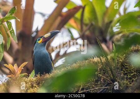 The plate billed mountain toucan (Andigena laminirostris) from the cloud forest of Northern Ecuador. Stock Photo