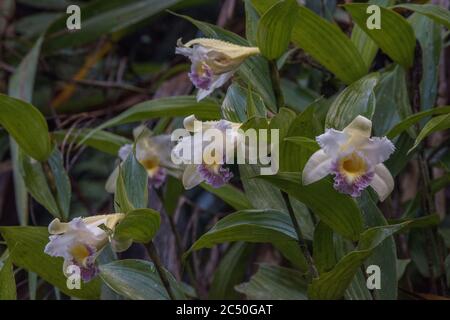 Sobralia ecuadorana, an Ecuadorian endemic species of orchid grows in the cool cloudforests of the Western Andes. Stock Photo