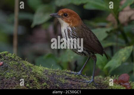 A chestnut crowned antpitta (Grallaria ruficapilla) a shy secretive bird from cloud forest in the Andes of South America. Stock Photo