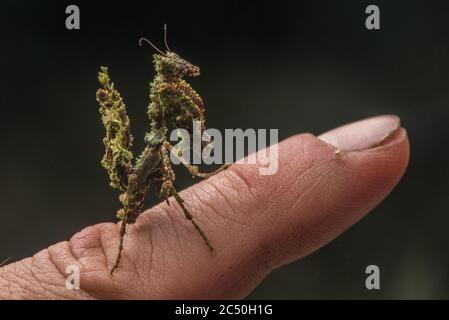 A juvenile leaf mantis (Pseudacanthops) from the Ecuadorian rainforest. Among moss and lichen it is perfectly camouflaged and nearly invisible. Stock Photo