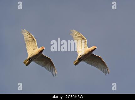 long-billed corella (Cacatua tenuirostris), pair in flight, Australia Stock Photo