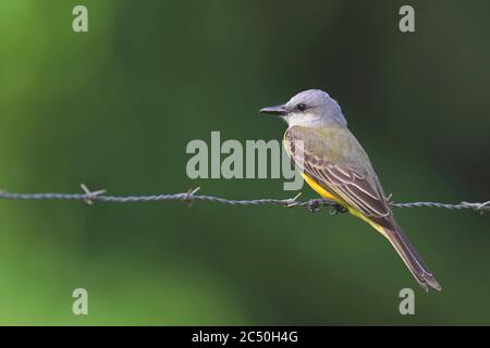 tropical kingbird (Tyrannus melancholicus), perching on a barb wire fence, side view, Costa Rica Stock Photo