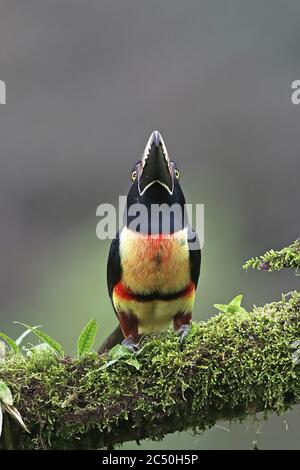 collared aracari (Pteroglossus torquatus), perches on a branch, front view, Costa Rica, Boca Tapada Stock Photo