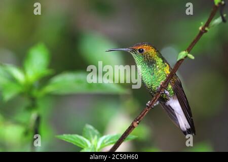 coppery-headed emerald (Elvira cupreiceps), male sits on a twig, Costa Rica, Monteverde Stock Photo