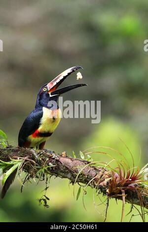 collared aracari (Pteroglossus torquatus), perches on a branch with a piece of banana in its bill, Costa Rica, Boca Tapada Stock Photo