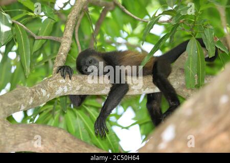 Mantled howler (Alouatta palliata), young animal resting on a branch on a tree, Costa Rica Stock Photo