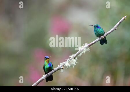 Lesser violetear (Colibri cyanotus), with fiery-throated hummingbird, Panterpe insignis on a branch, Costa Rica, Los Quetzales National Park Stock Photo