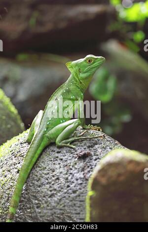 green basilisk, plumed basilisk, double-crested basilisk (Basiliscus plumifrons), female sits on a stone, Costa Rica, Sarapiqui, Selva Verde Stock Photo