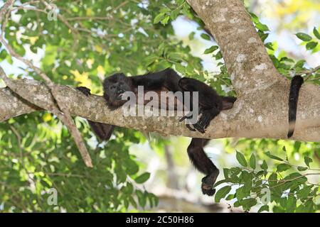Mantled howler (Alouatta palliata), resting on a branch on a tree, Costa Rica Stock Photo