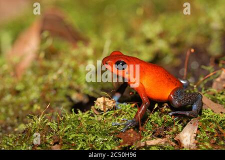 Strawberry poison-arrrow frog, Red-and-blue poison-arrow frog, Flaming poison-arrow frog, Blue Jeans Poison Dart Frog (Dendrobates pumilio, Oophaga pumilio), sitting in moss on the ground, side view, Costa Rica, Sarapiqui Stock Photo