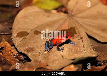 Strawberry poison-arrrow frog, Red-and-blue poison-arrow frog, Flaming poison-arrow frog, Blue Jeans Poison Dart Frog (Dendrobates pumilio, Oophaga pumilio), sitting in fallen leaves on the ground, side view, Costa Rica, Sarapiqui Stock Photo