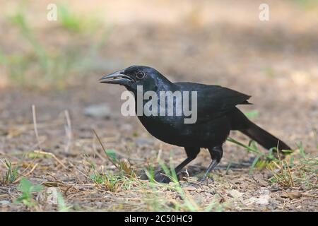 melodious blackbird (Dives dives), searching for food on the ground, Costa Rica Stock Photo