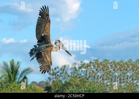 brown pelican (Pelecanus occidentalis), juvenile in flight, Costa Rica Stock Photo