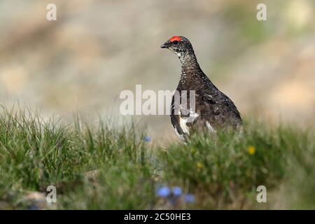 Rock ptarmigan, Snow chicken (Lagopus muta, Lagopus mutus), male perching in grass, France Stock Photo