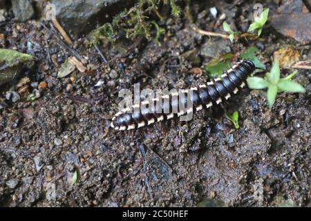 Flat-backed millipede (Barydesmus spec.), crawling over forest soil, Costa Rica, Monteverde Cloud Forest Reserve Stock Photo