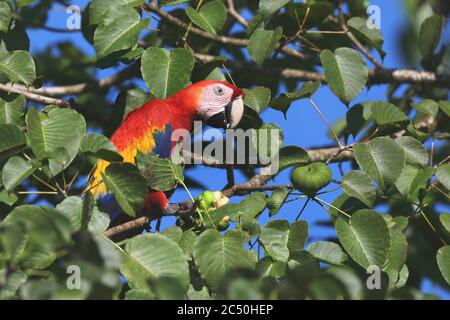 scarlet macaw (Ara macao), feeds a fruit from a tree, Costa Rica, La Virgen Sarapiqui Stock Photo