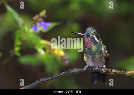 Purple-throated mountain gem (Lampornis calolaema), male perched on a branch, Costa Rica, Monteverde Stock Photo