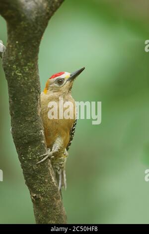Hoffmann's woodpecker (Melanerpes hoffmannii), male sits at a tree trunk, Costa Rica, La Fortuna Stock Photo