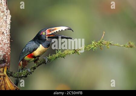 collared aracari (Pteroglossus torquatus), perches on a branch with bill open, Costa Rica, Boca Tapada Stock Photo