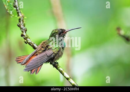rufous-tailed hummingbird (Amazilia tzacatl), sits on a branch in rain, Costa Rica, Sarapiqui Stock Photo
