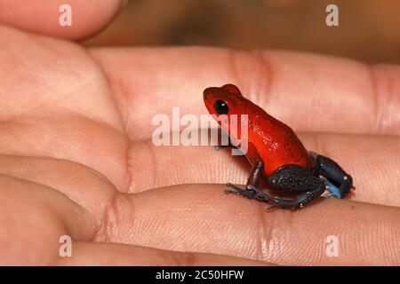 Strawberry poison-arrrow frog, Red-and-blue poison-arrow frog, Flaming poison-arrow frog, Blue Jeans Poison Dart Frog (Dendrobates pumilio, Oophaga pumilio), sitting on a hand, side view, Costa Rica, Sarapiqui Stock Photo