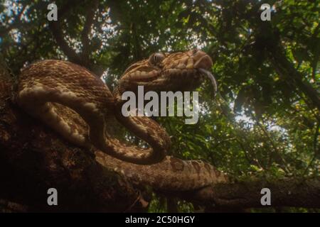 An amazon tree boa from the jungle canopy in Yasuni National park in the Amazon, one of the most biodiverse places on the planet. Stock Photo