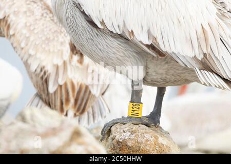 Dalmatian pelican (Pelecanus crispus), feet standing on a stone, Greece, Lake Kerkini Stock Photo