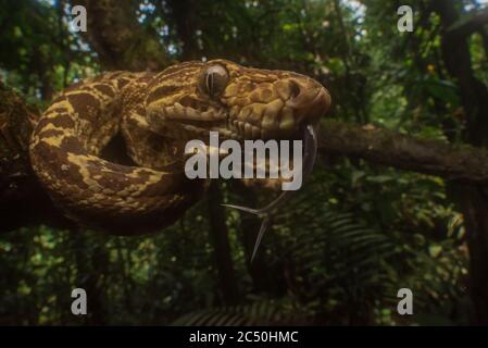 An amazon tree boa from the jungle canopy in Yasuni National park in the Amazon, one of the most biodiverse places on the planet. Stock Photo